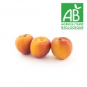 Abricot bio