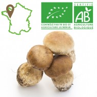 Champignon Cèpe