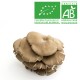 Champignon Pleurote